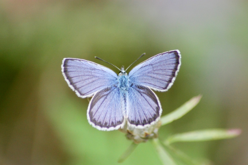 Lepidoptera dei Colli Euganei 1